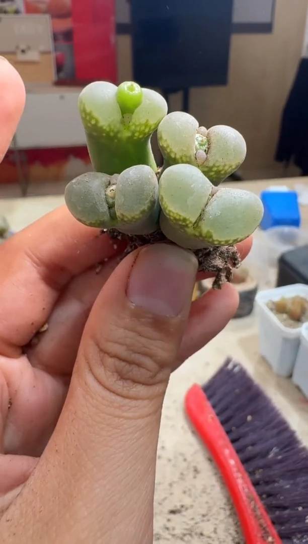 7-276多肉植物肉锥