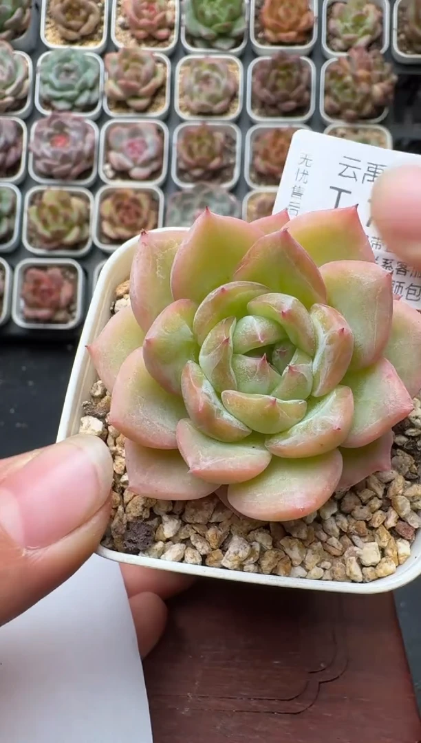 712带盆土发 当场拍3颗以上包柚 多肉植物 一物一拍