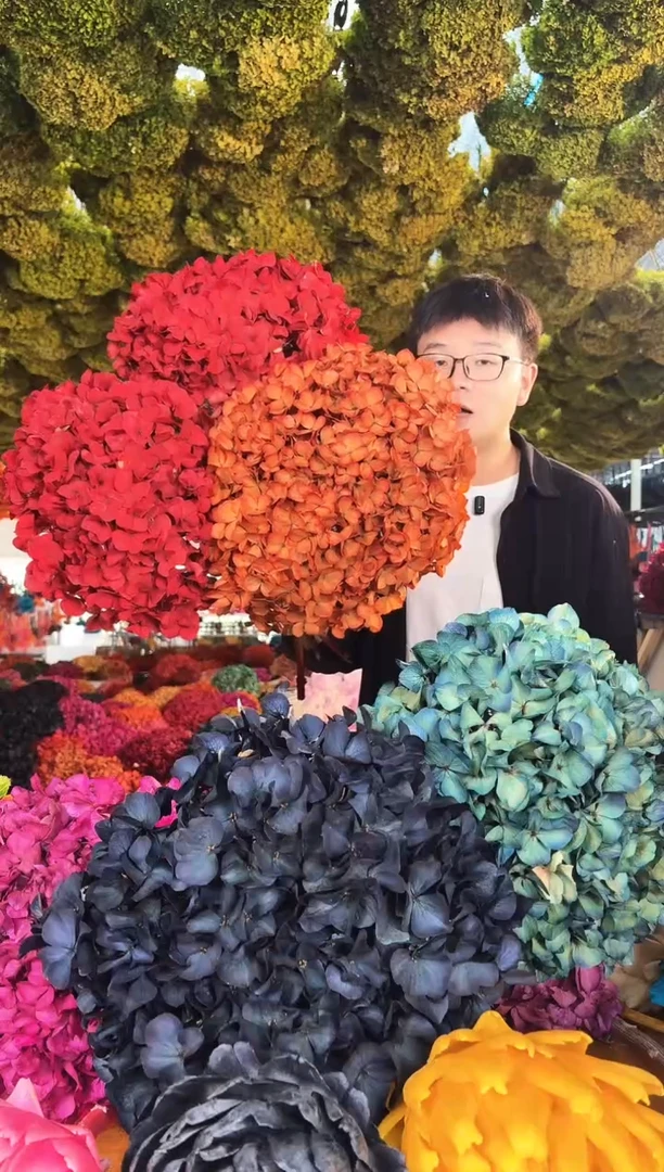 敏*215  山前小麦 · 荷兰进口 永生大叶绣球  3枝（红2/橙1）