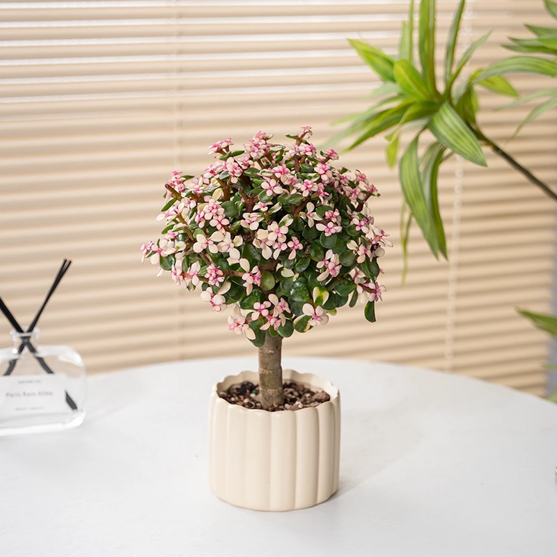 金枝玉叶小盆栽老桩多肉植物棒棒糖招财精品盆景幼儿园内花卉绿植