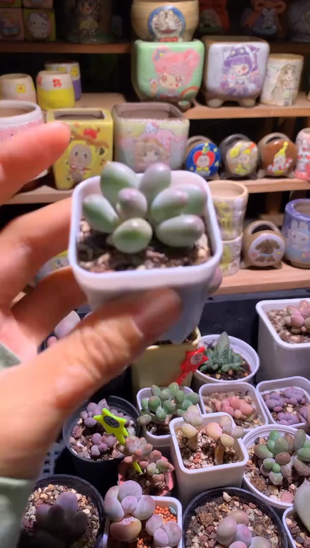 黄甜果奶酪多肉双头