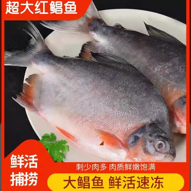 鲜活速冻大鲳鱼净重6斤以上红鲳鱼肉厚刺少营养鲜美每条450g-750g
