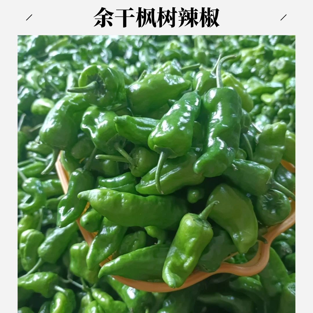 爆辣特辣正宗余干小辣椒现摘薄皮香辣新鲜余干枫树辣椒丰收辣椒