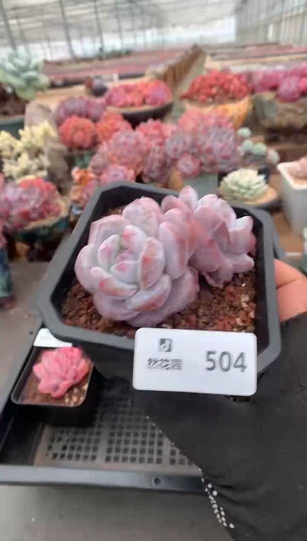 504星影一物一拍