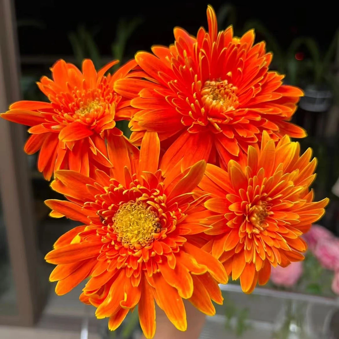 【一品花集】【金太阳】非洲菊一扎鲜切花全场满一单包邮