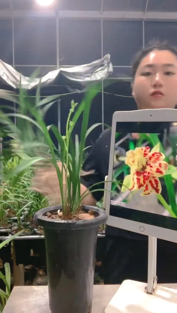 大部分开放少量花苞稻*青山玉泉
