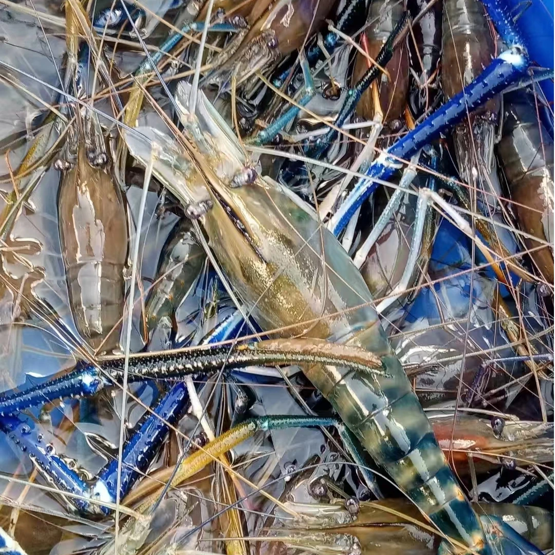 【新鲜罗氏虾】一斤16只左右 充氧压冰顺丰冷链包邮 【保鲜不包活】