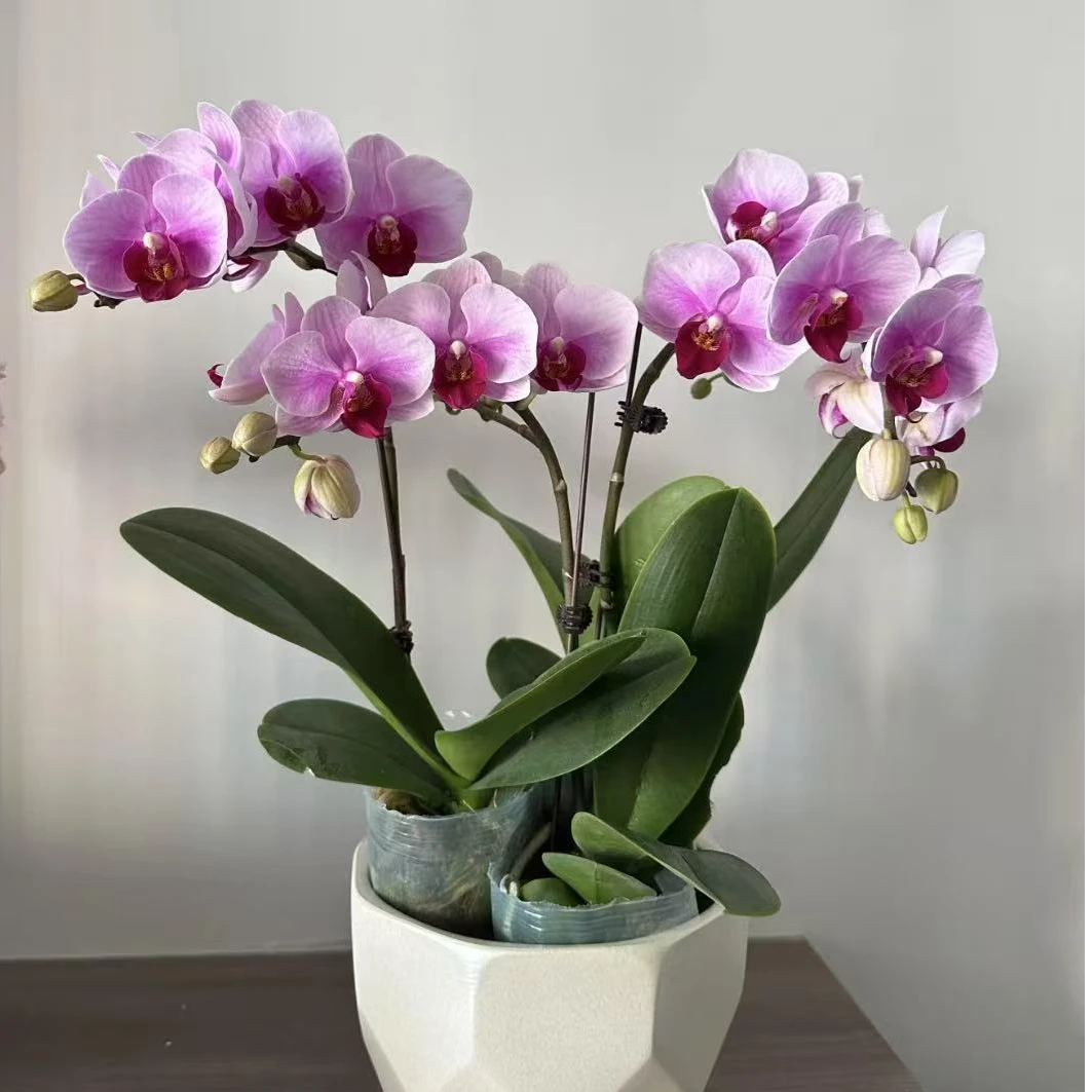 【宝贝】蝴蝶兰~~高档、美观室内花卉