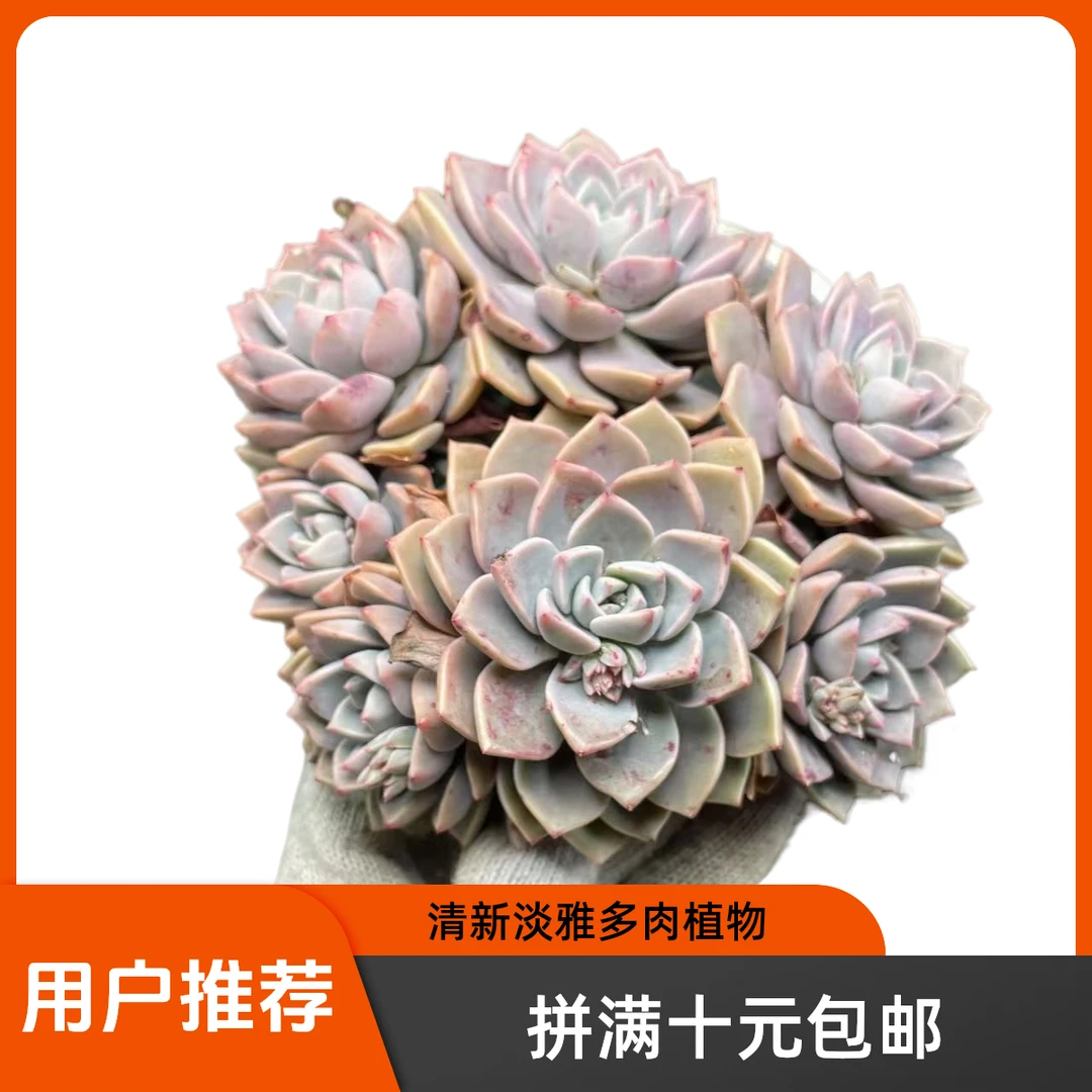 大pink拼满15元包邮多肉植物（脱土发货）阳台露台办公室绿植植新手