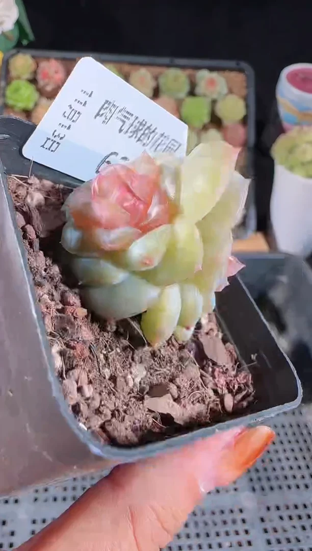 1113-638夕颜双头群生不包整