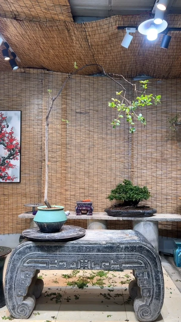 【闪购商品】春花盆景