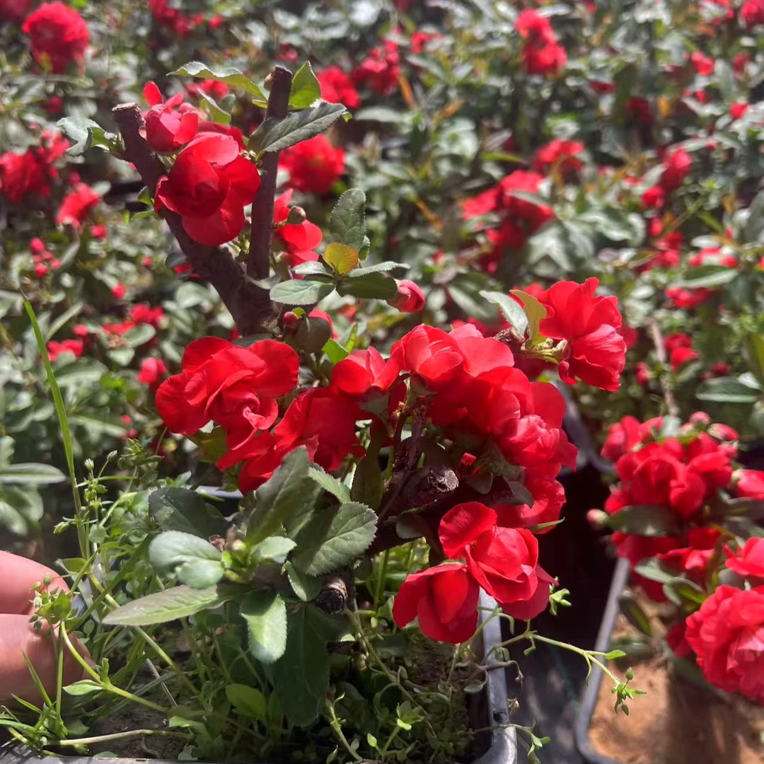 原生海棠（玫瑰之約）