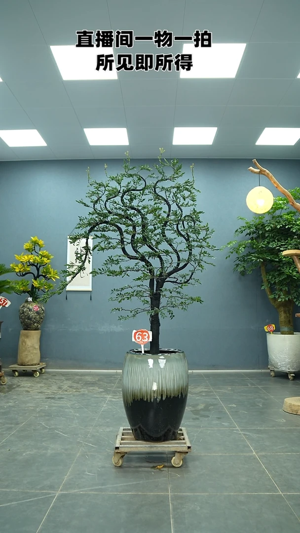 当前无花朵，栽培后可花朵广东小叶紫檀
