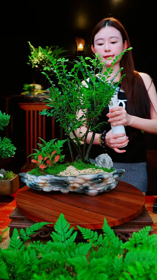 无花朵小叶紫檀高端室内盆景