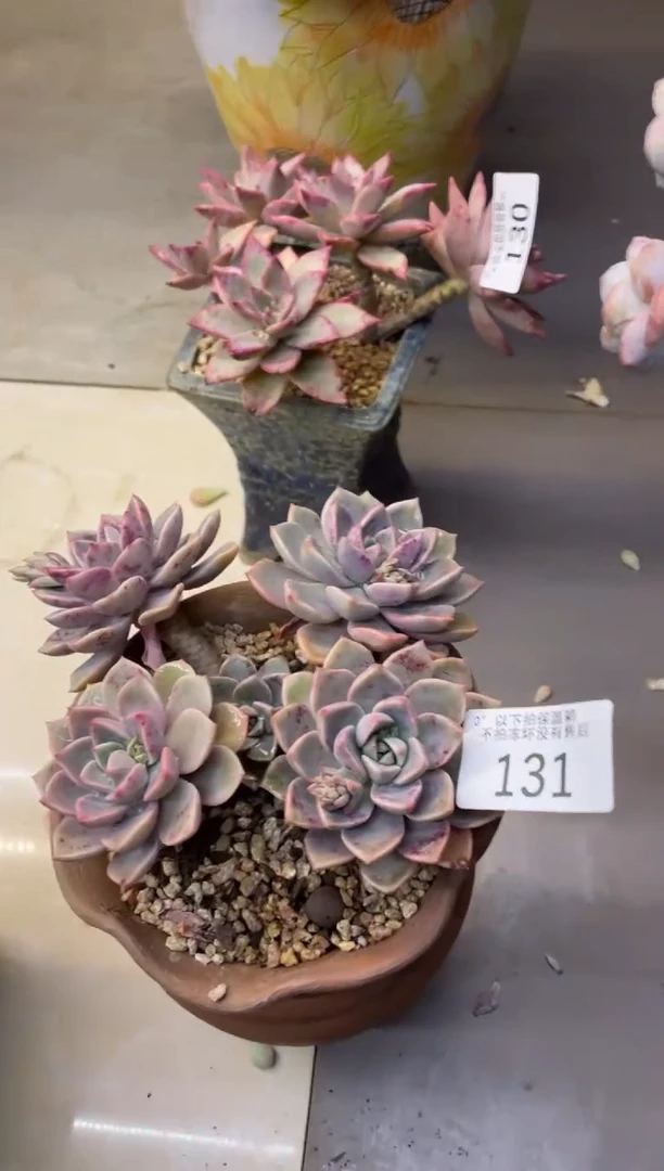 【闪购商品】131红粉