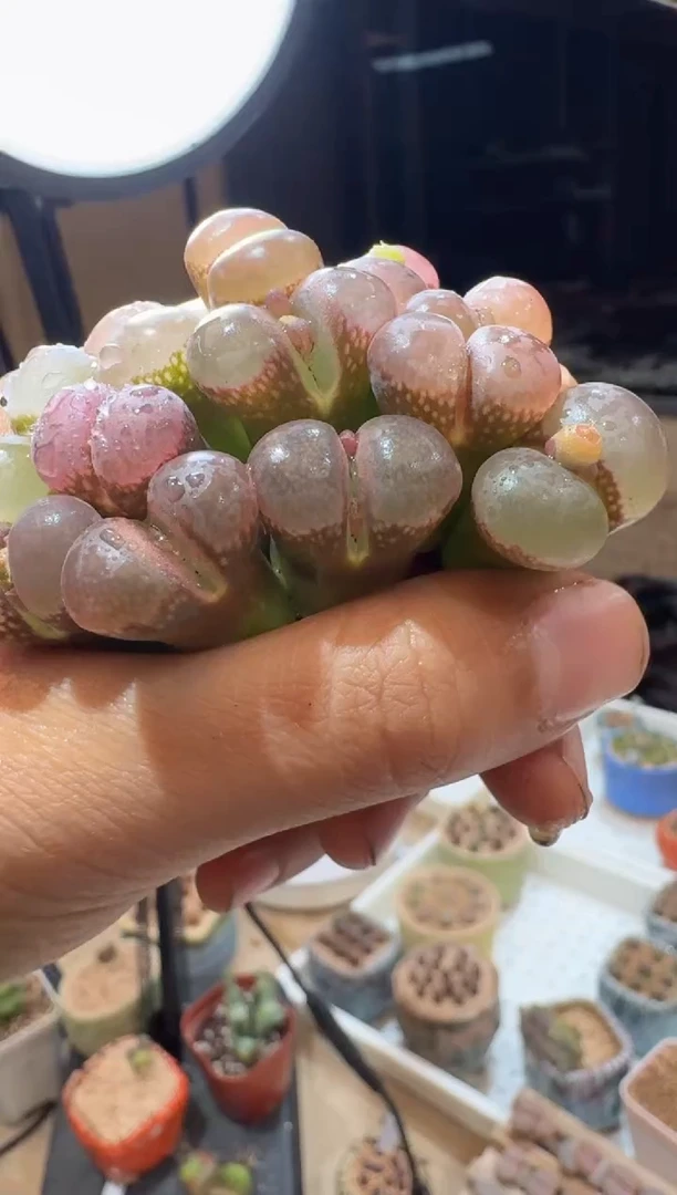 173多肉植物肉锥风铃一颗