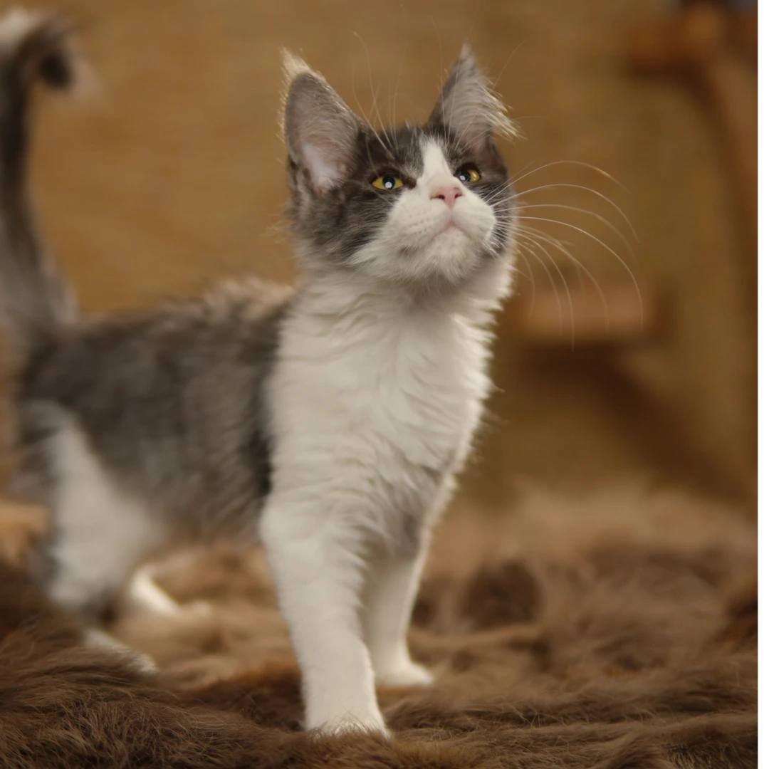 缅因猫活体开脸妹妹
