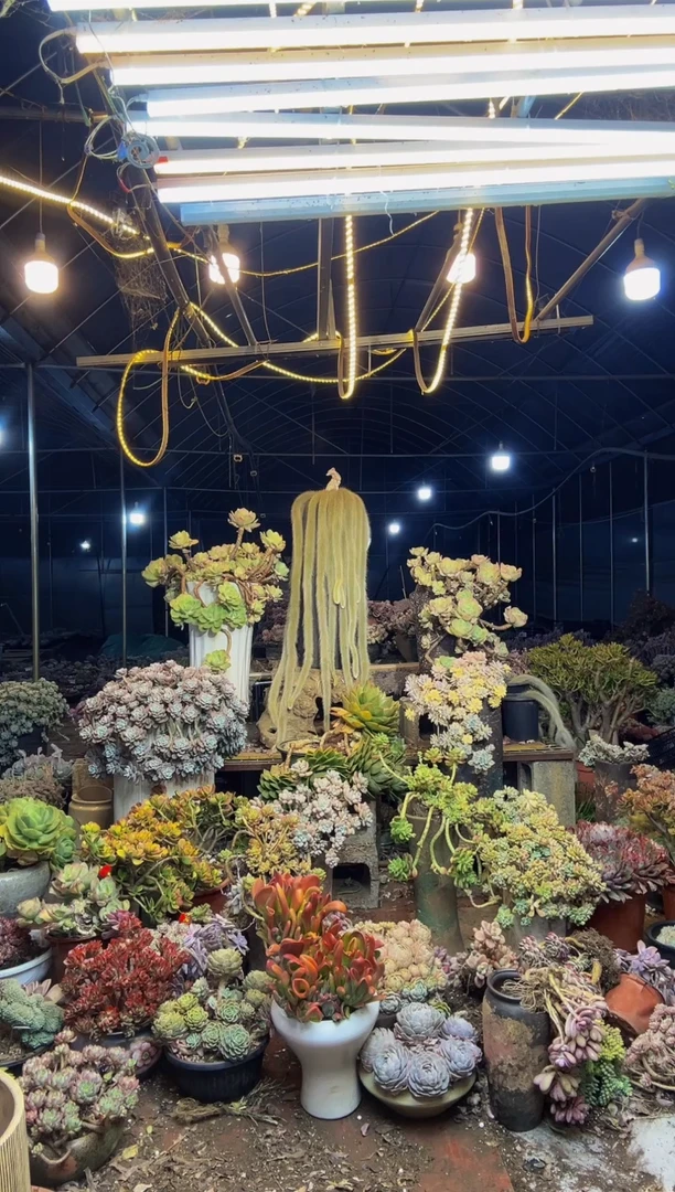 【闪购商品】27号一物一拍默认微瑕不售后