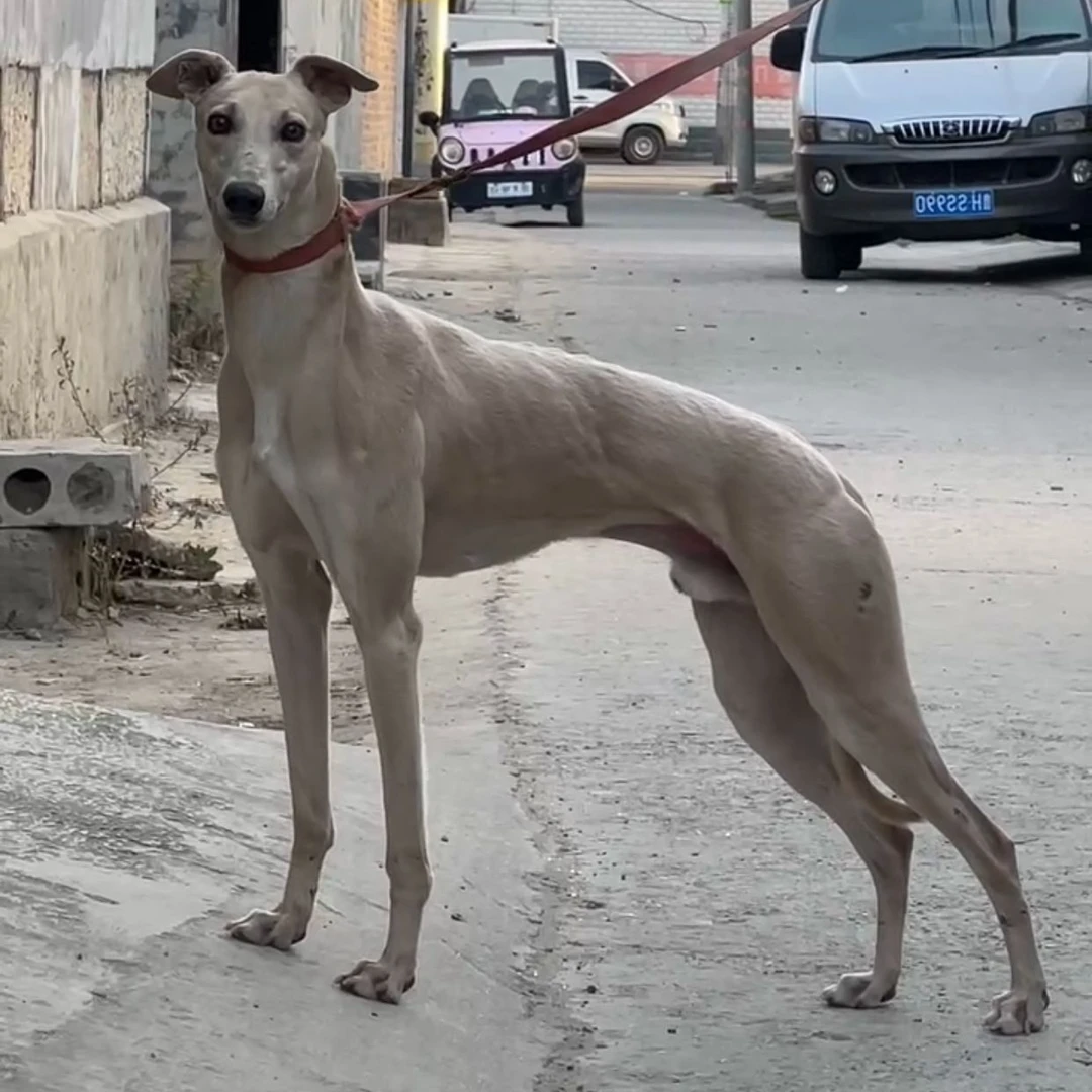 新（锦宝猎犬）狗狗活体