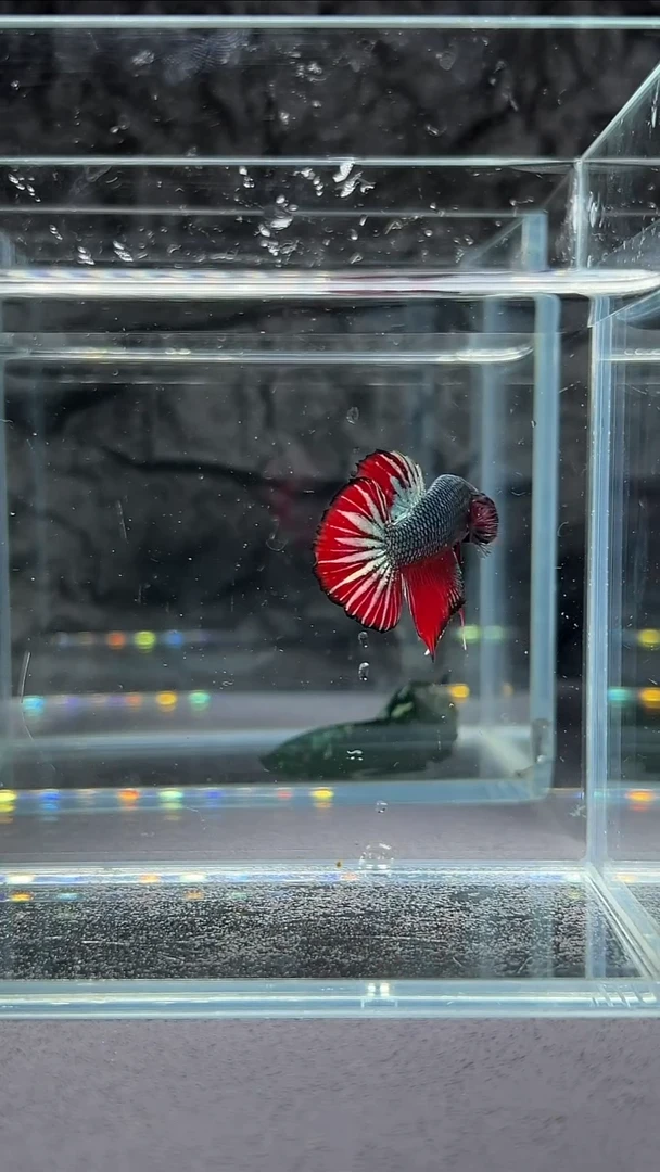 斗鱼竞拍链接A097