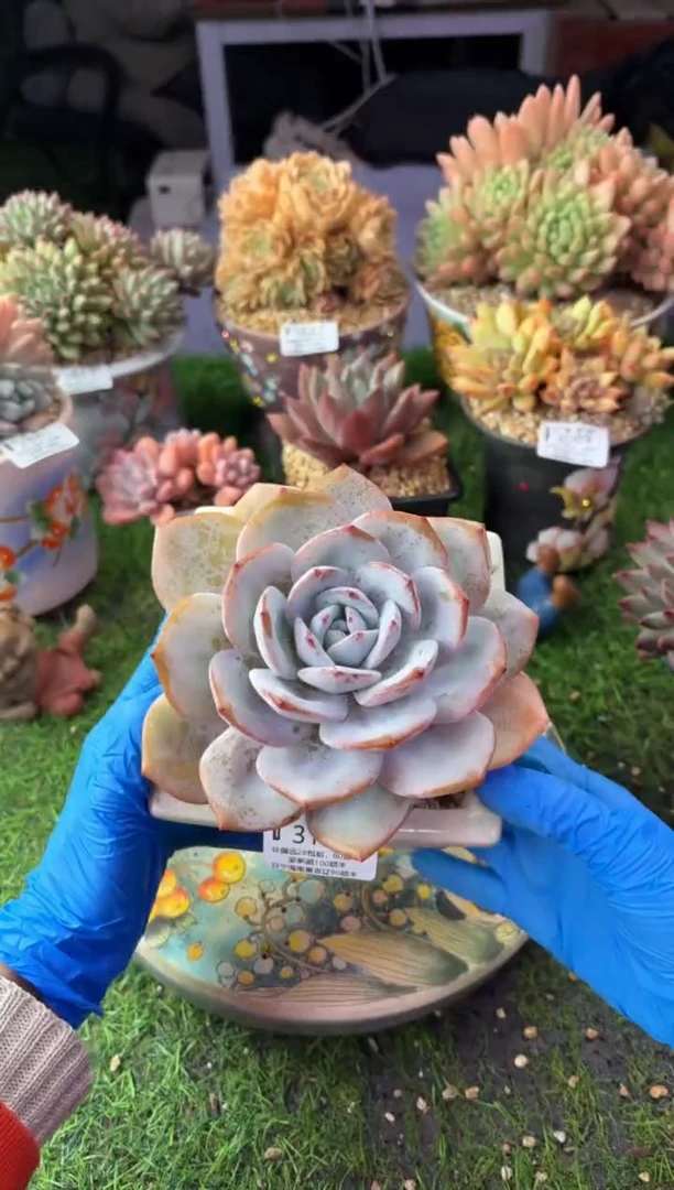 昆明印象多肉3122