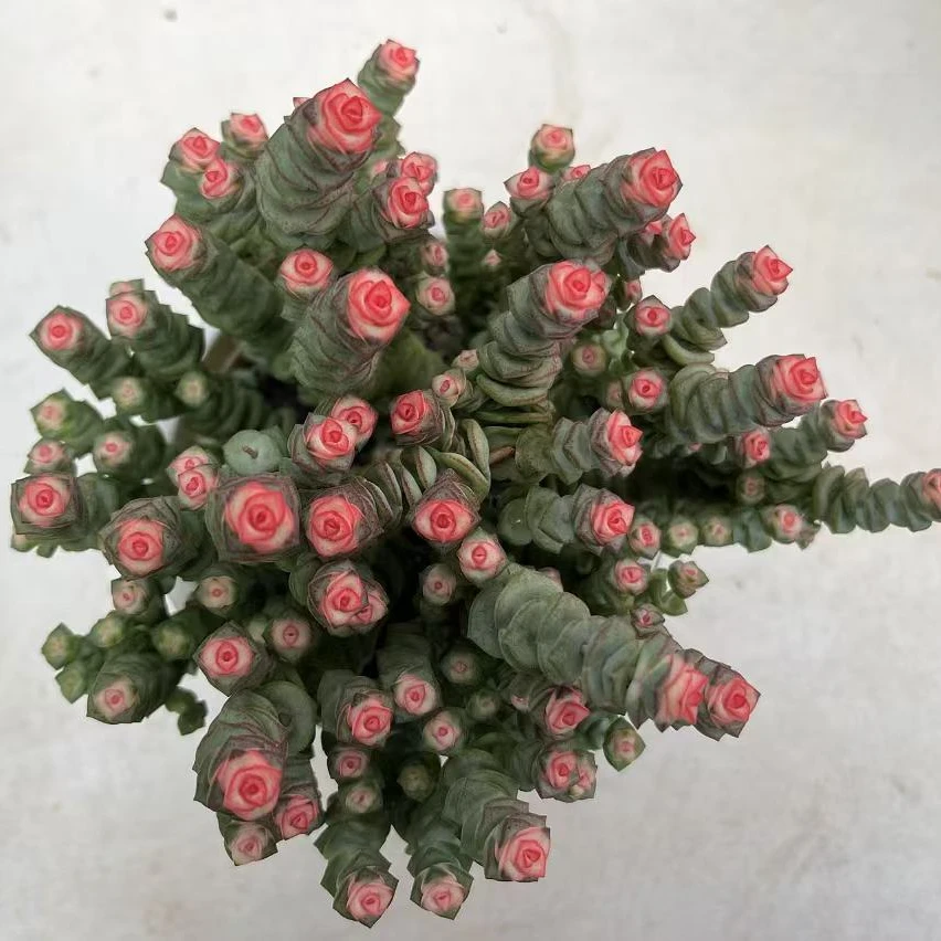 超大钱串锦多肉植物，满15包邮多肉基地发货，新手，好养护，耐旱