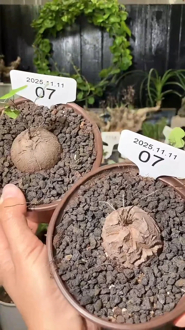 7号1111福利南非龟甲龙买一送一