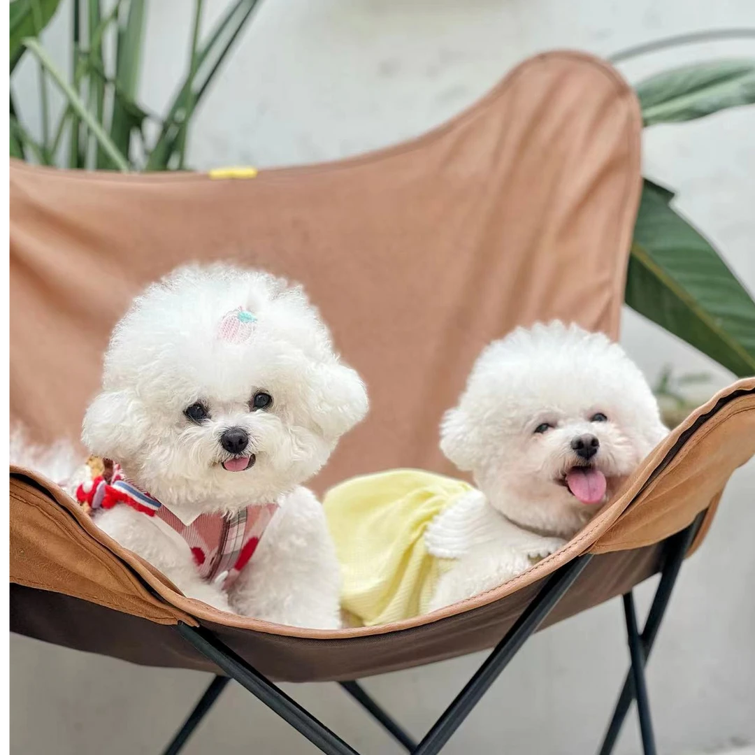 沐沐家宠物 宠物活体狗狗