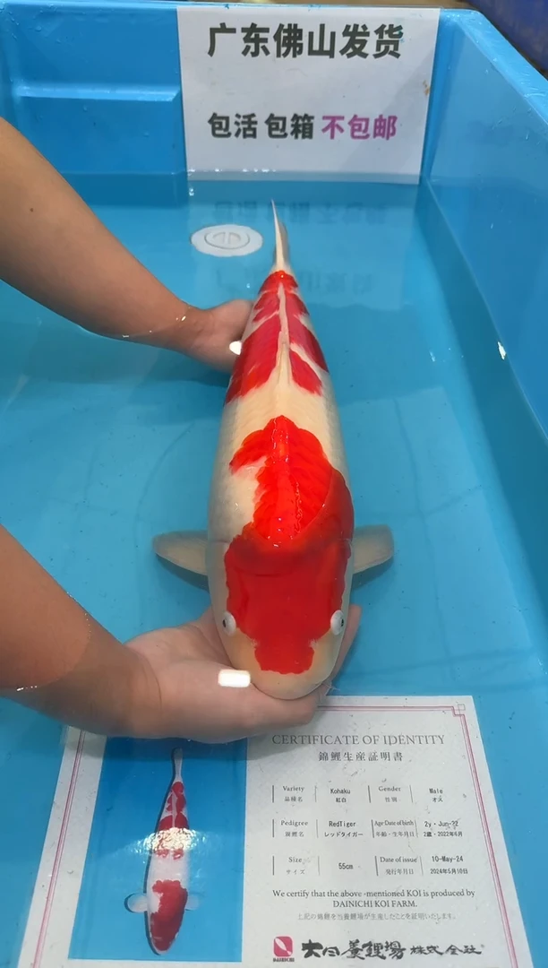 锦鲤终*龙60公分  大日红虎红白