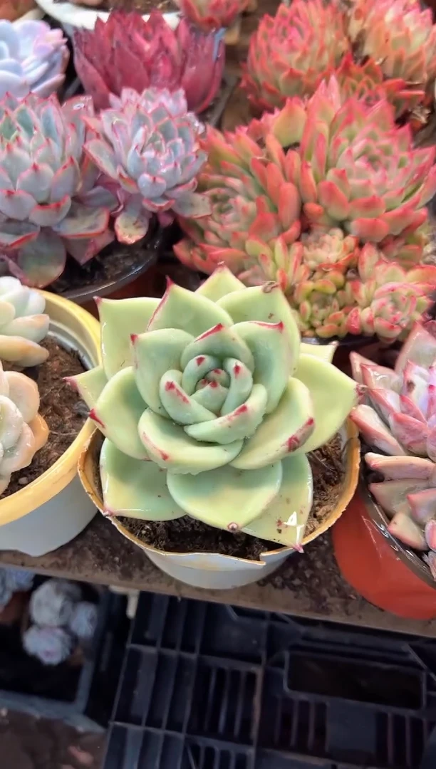 柠***?多肉植物一物一拍17330