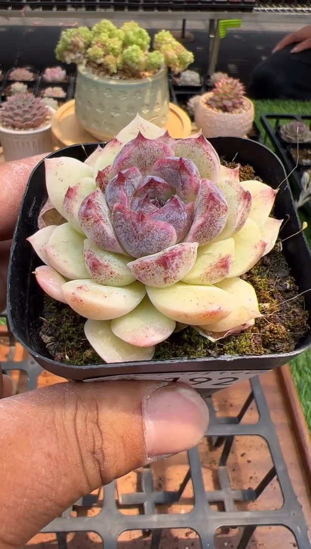 东云多肉园二店-192