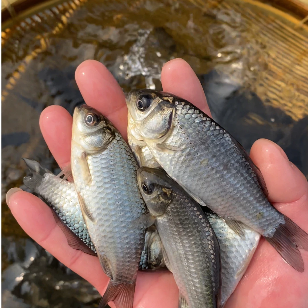 【四川眉山发货】中科5号高背大板鲫常温淡水各地适宜可食用观赏鱼