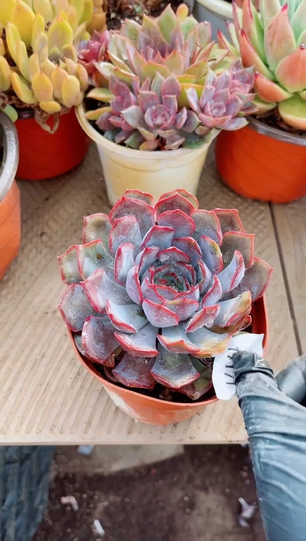 ︶****?植物一物一拍17171