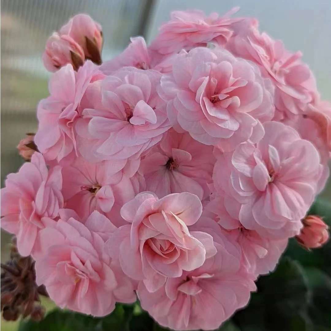 惠惠的花园天竺葵 马贝尔 多季开好养阳台庭院花卉盆栽植物包对版