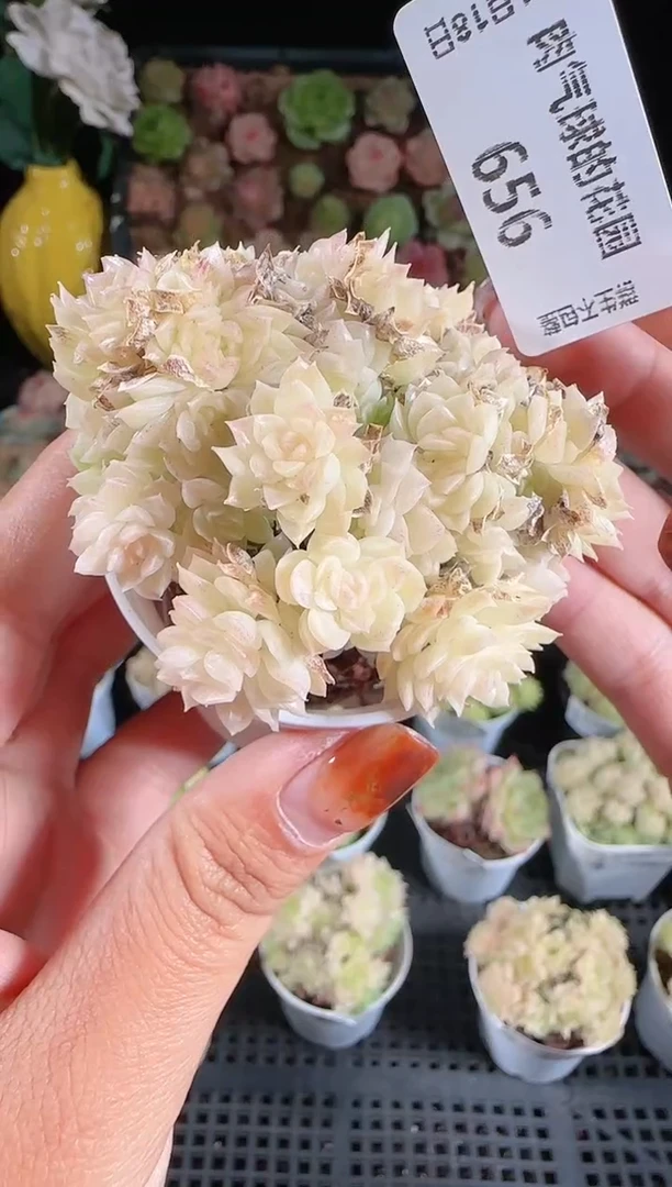 1118-656麦秆群生不包整