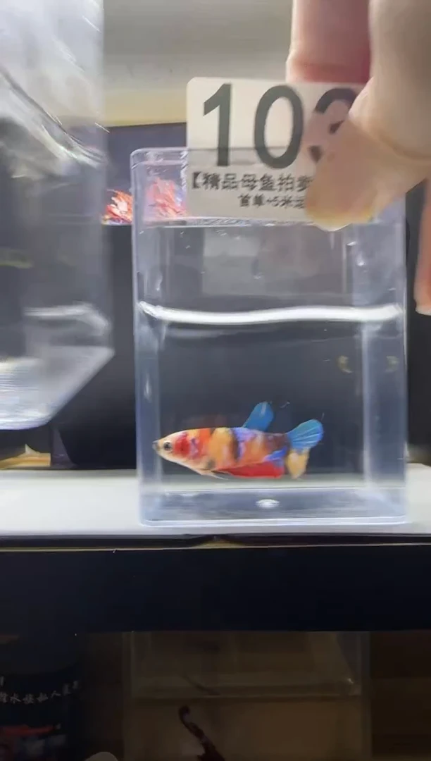 斗鱼母鱼编号：103