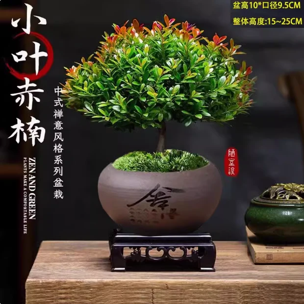 浓情绿艺小叶赤楠客厅盆景基地直发盆栽办公室内茶室绿植摆件盆景