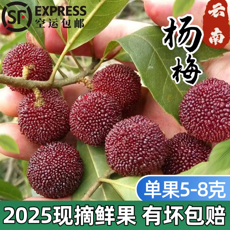 【顺丰空运】杨梅鲜果云南石屏高山硬丝杨梅非东魁自然成熟当季采摘