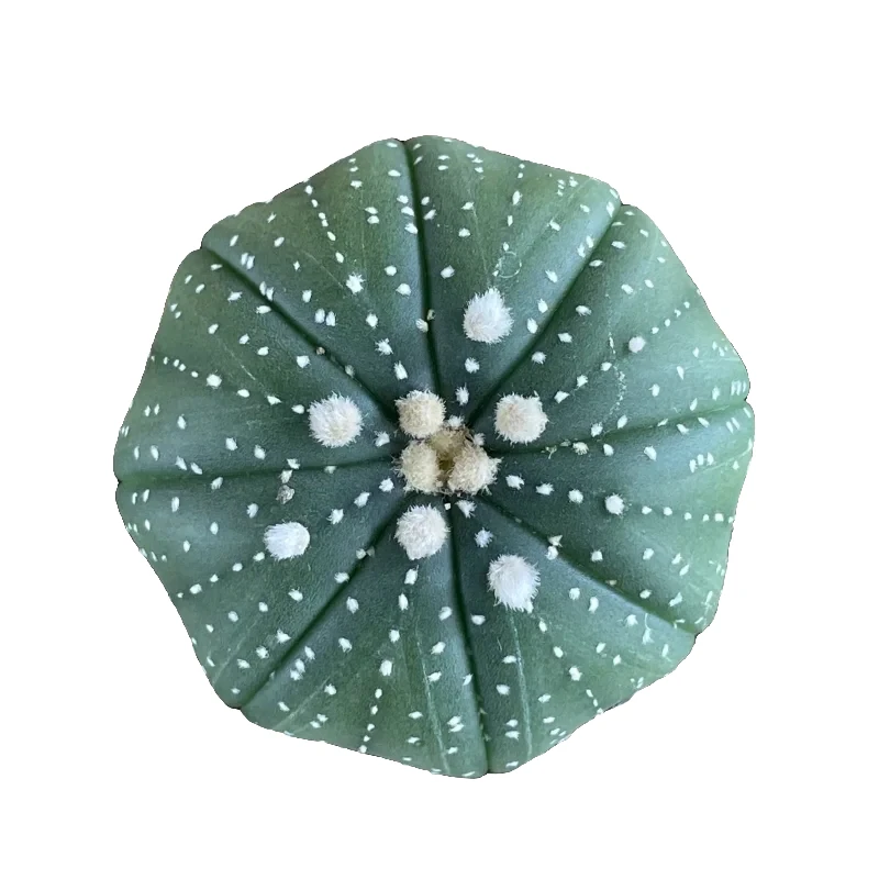 兜1个兜球仙人球