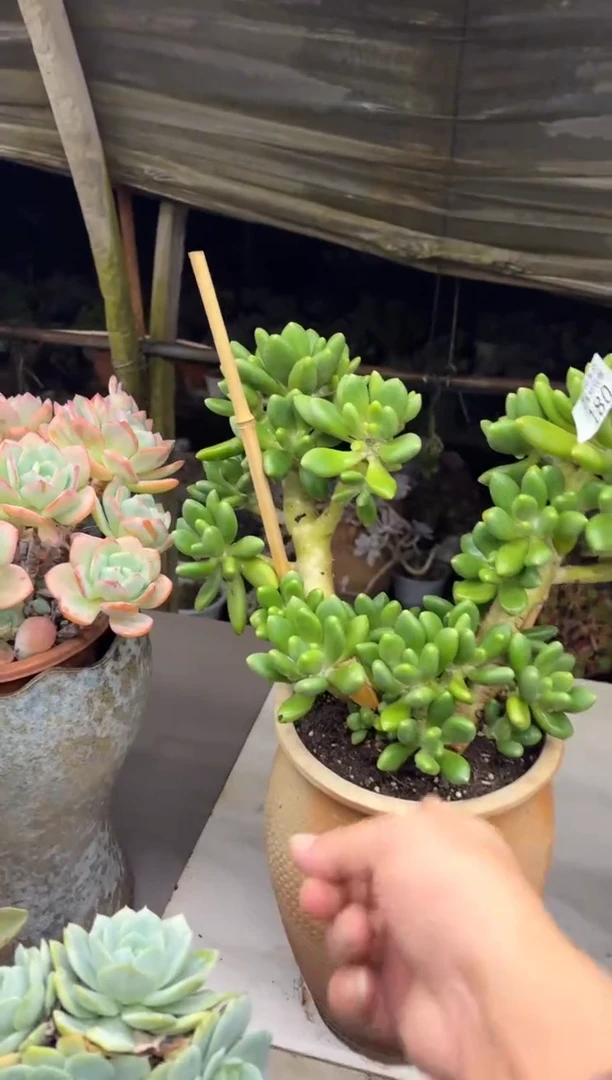 黑大帅多肉180芒果奶