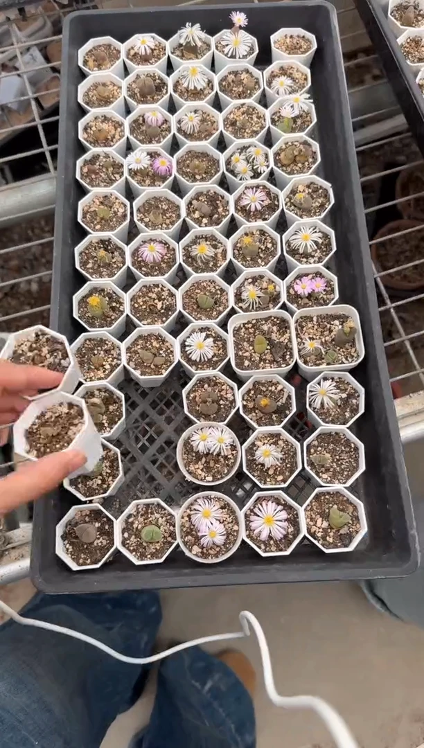 9-254多肉植物脱土发