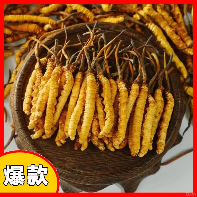 50-100根冬虫草根正宗天然高海拔精选头期干冬虫夏草正宗冬虫夏草