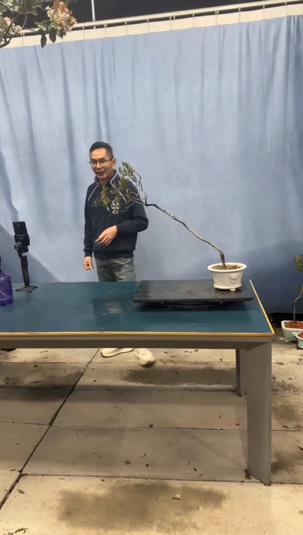 【闪购商品】盆景春花