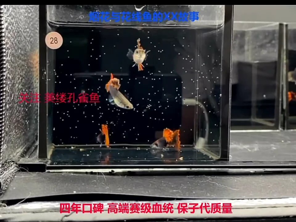 孔雀鱼折扇福利2对
