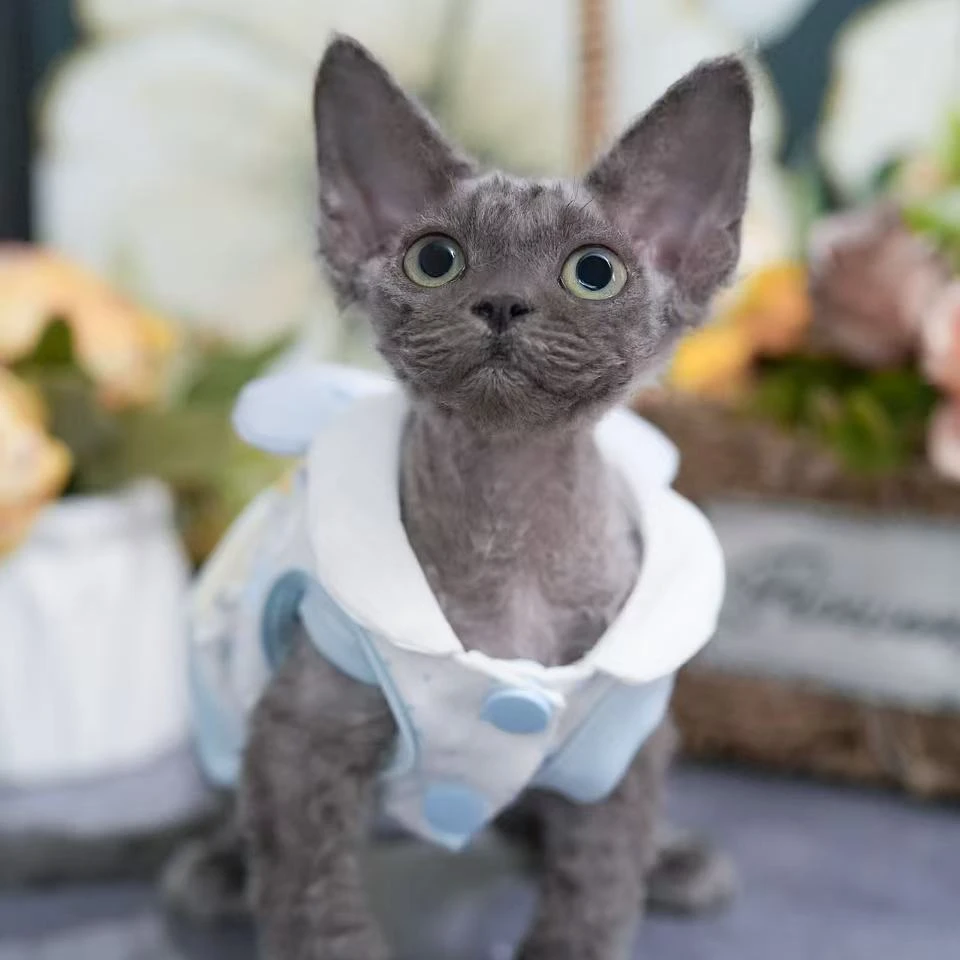 德文弟弟 德文卷毛猫