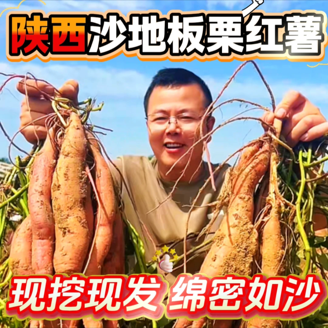 陕西板栗红薯2025新鲜现挖粉面甜无筋无丝粗粮地瓜临潼小香薯