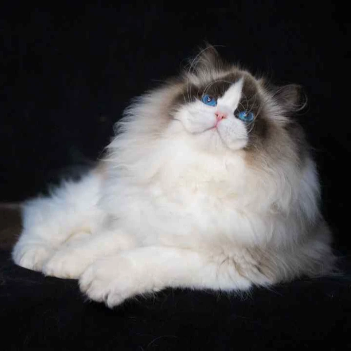 安生喵舍布偶可爱温柔宠物猫咪
