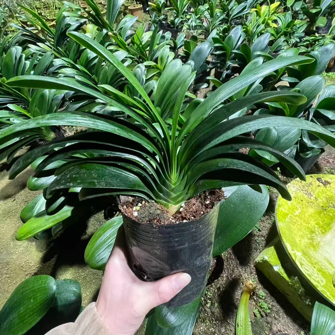 君子兰微瑕盆栽室内绿植好养易活四季常青开花高档花卉