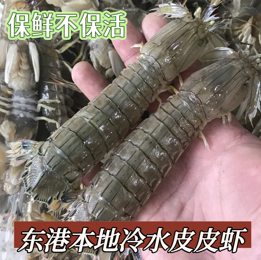 皮皮虾，  2/3斤装  东港鹿岛小船青背皮皮虾 不保活
