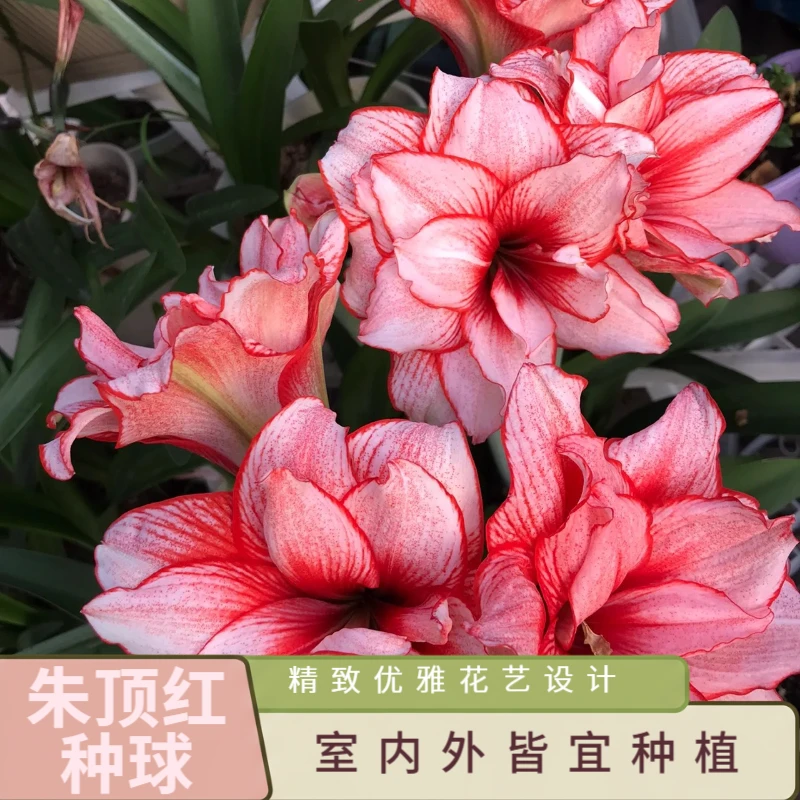 重瓣朱顶红荷兰耐寒特大种球多年生四季易种阳台花园庭院盆栽花卉